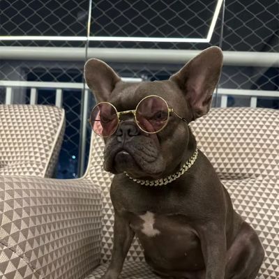 Collier chien Angkor Bouledogue Français assis avec des lunettes sur le museau portant le collier or