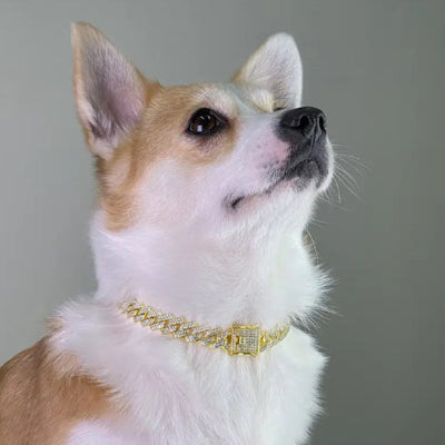 Collier chien Angkor corgi or
