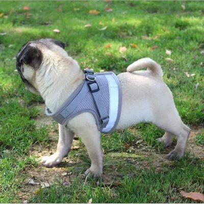 Harnais pour chien Abbye pug gris