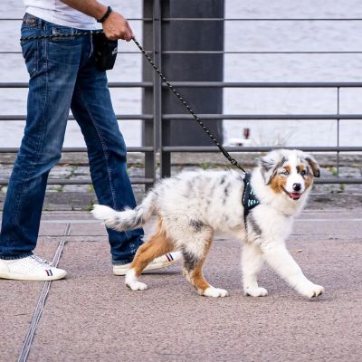 Laisse pour chien Spirilou Border Collie se promenant avec la laisse noire