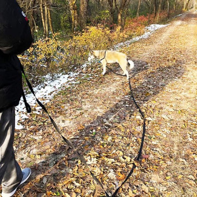 Laisse pour chien husky couleur noir
