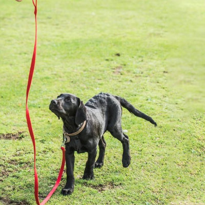 Laisse pour chien labrador avec laisse rouge
