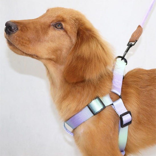 Chien harnais coloris pale