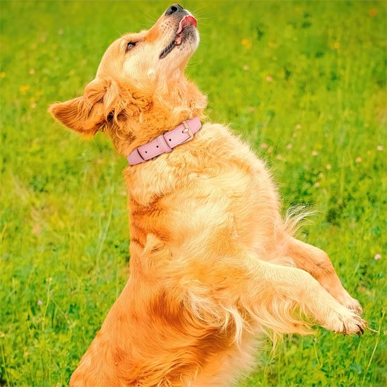 Collier a chien Bella Labrador saute avec collier rose