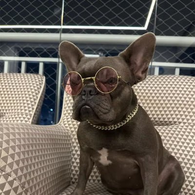 Collier chien Angkor Buldog or