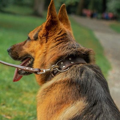 Collier chien Largo Berger Allemand assis avec le collier marron avec la laisse