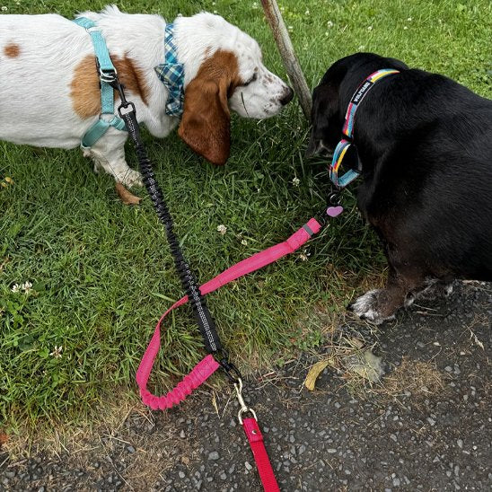 Double laisse chien Gemine deux bassets reniflant le sol