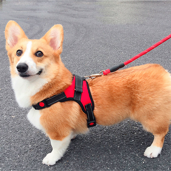harnais anti traction chien dorsalo corgi