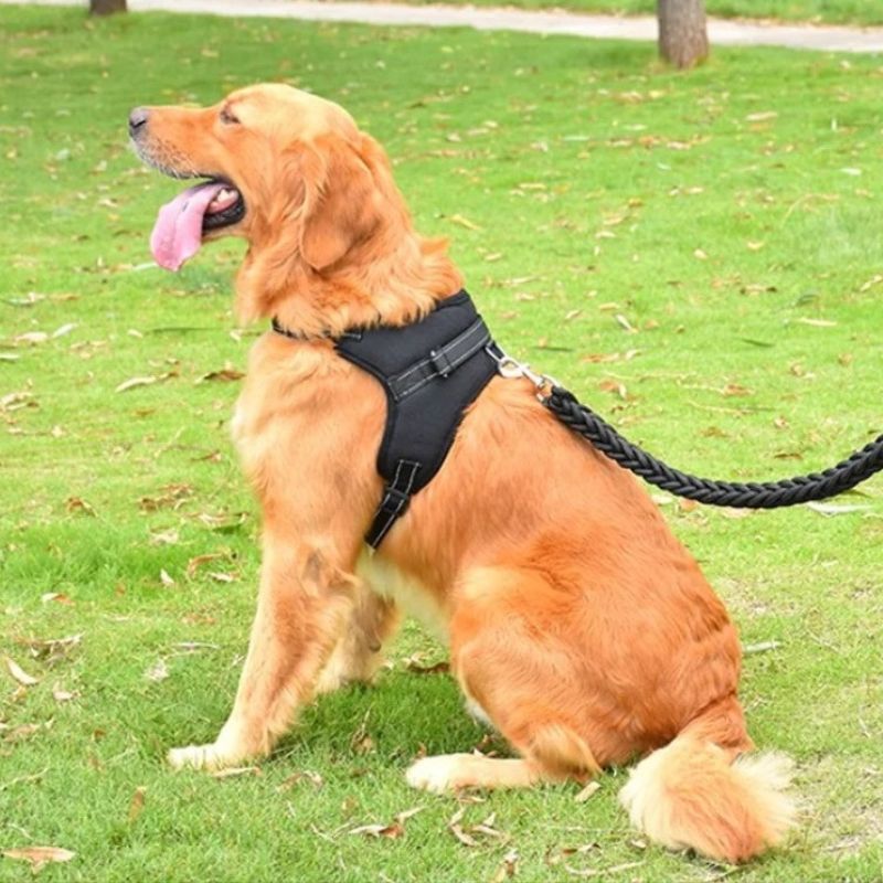 harnais anti traction chien dorsalo golden noir