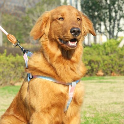 Harnais chien coloris Golden pale