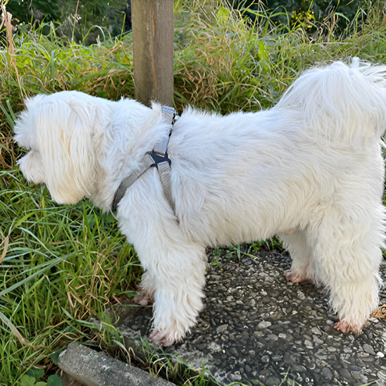 harnais chien easyclip chien blanc gris
