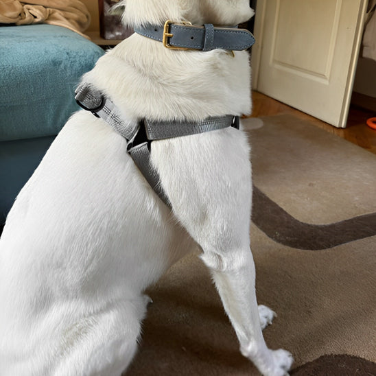 harnais chien easyclip labrador assis gris