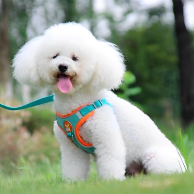 Harnais pour chien Dougly Caniche blanc assis au parc avec le harnais turquoise