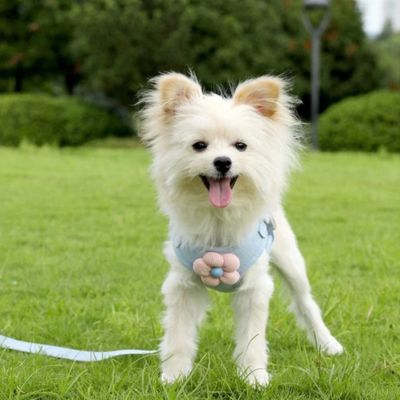 Harnais pour petit chien Flory Spitz nain debout dans une cour avec le harnais bleu