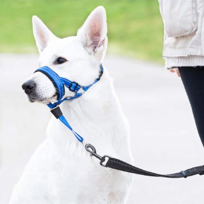 Museliere chien Nixon bleu maitre