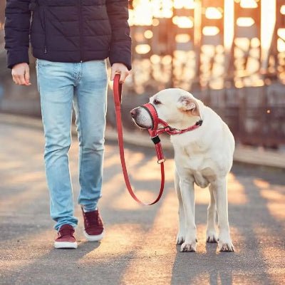 Museliere pour chien Nixon rouge