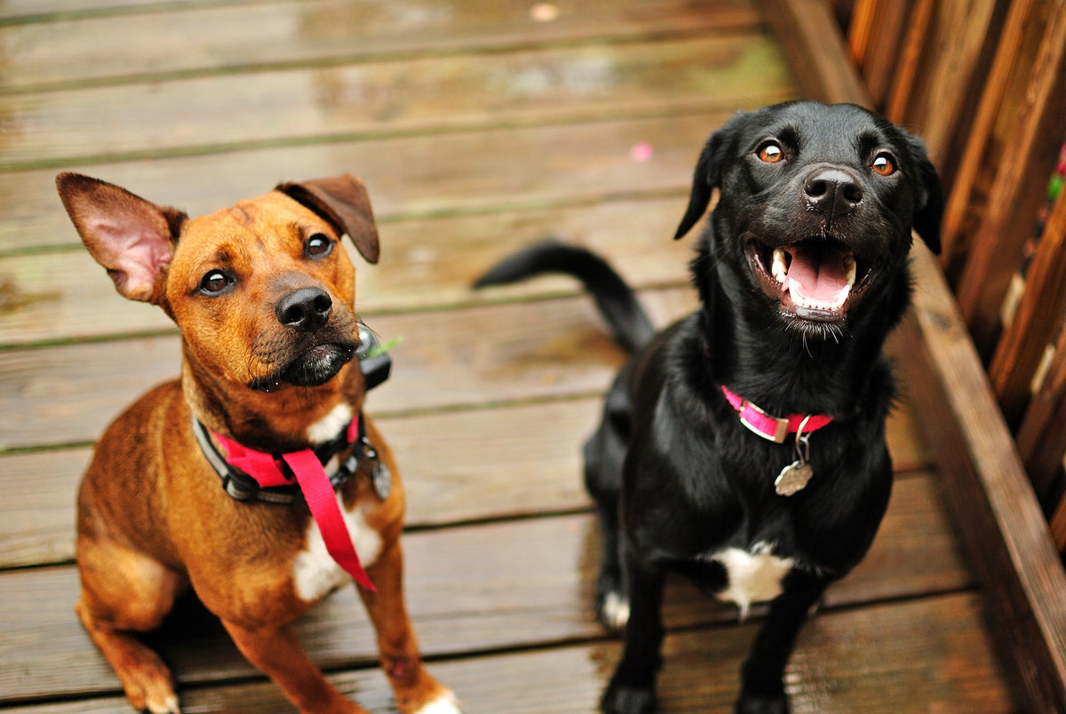 Accessoires pour chiens : le confort magique pour vos compagnons
