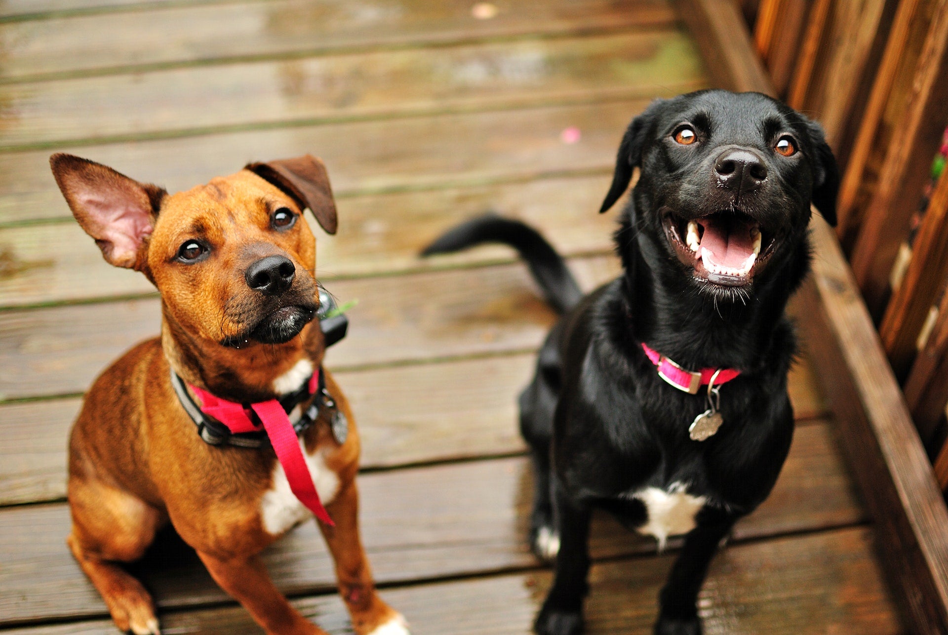 Accessoires pour chiens : le confort magique pour vos compagnons