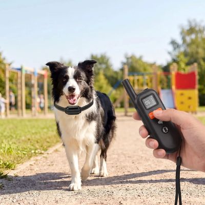 Chien collier dressage Correcto Border Collie marchant sur le trottoir