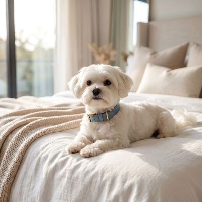 Collier a chien Bella Bichon maltais couché sur le lit de son maître avec le collier bleu