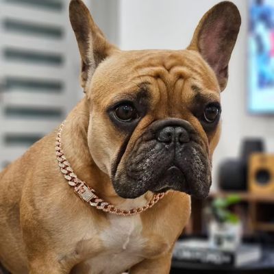 Collier chien Angkor Bouledogue Français assis avec le collier rose