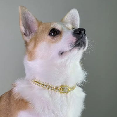 Collier chien Angkor Corgi assis montrant le collier couleur or