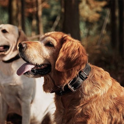 Collier chien Largo deux labradors avec leur collier noir