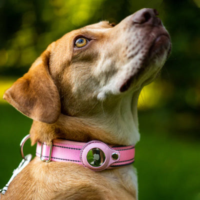 Collier chien Tracker rose