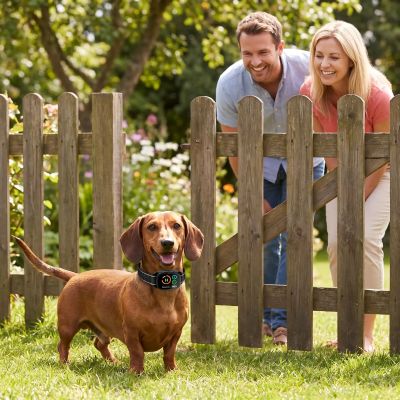 Collier chien de dressage Motus Teckel debout devant clôture