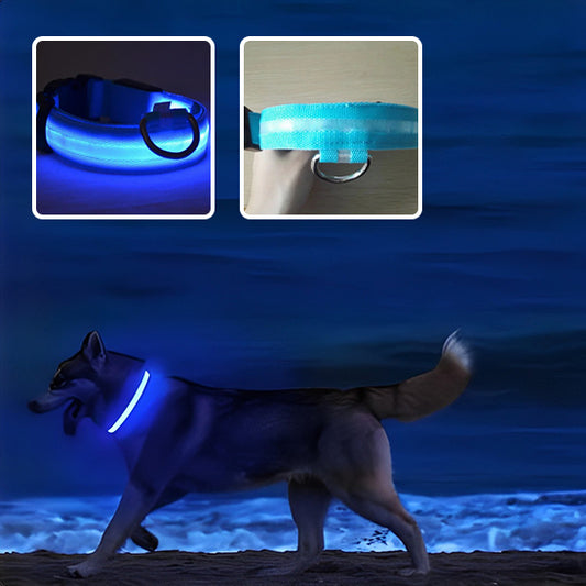 Collier chien flash bleu