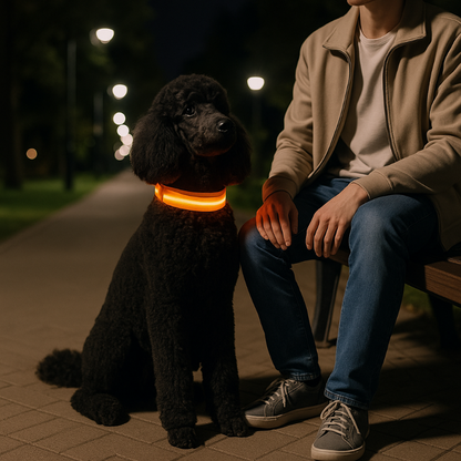 Collier chien flash caniche orange