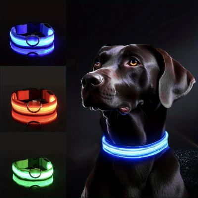 Collier chien flash labrador montrant les trois couleurs