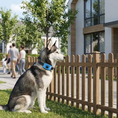 Collier de dressage chien Vocalis husky assis dans sa cour collier bleu