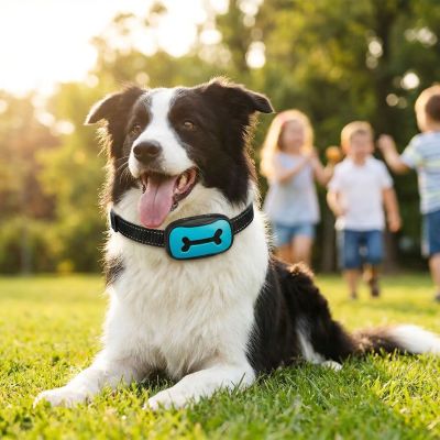 Collier de dressage pour chien PetQuiet Border collie au parc collier bleu