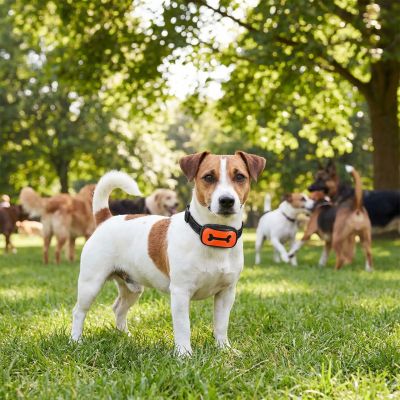 Collier de dressage pour chien PetQuiet Jack Russell au parc avec chiens collier orange