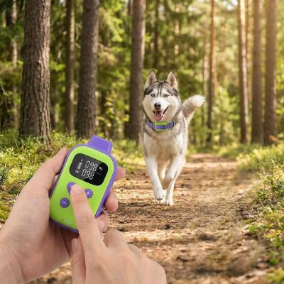 Collier dressage chien Pet Control Husky revenant vers son maître