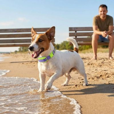 Collier dressage chien Pet Control Jack Russell au bord de l eau