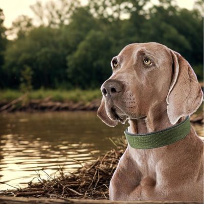 Collier pour chien Azis Braque de Weimar assis au bord d'un lac avec un collier vert