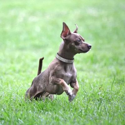 Collier pour chien Diamanto Chihuahua courant dans l'herbe avec le collier noir