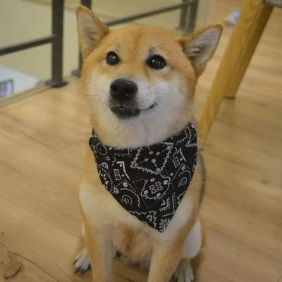 Collier pour chien Foulang Shiba Inu assis dans la cuisine avec le foulard noir