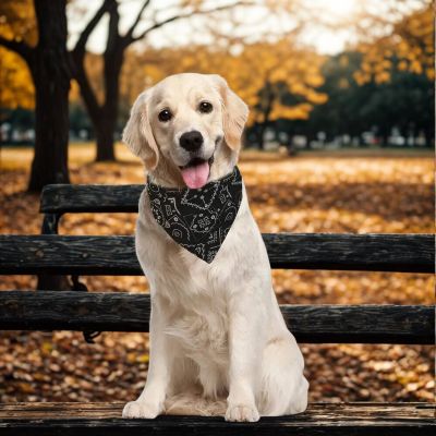 Collier pour chien Foulang jeune Labrador blond avec foulard noir