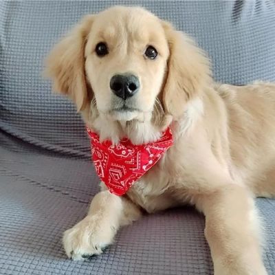 Collier pour chien Foulang petit Labrador couché sur le divan avec le foulard rouge