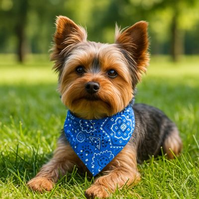 Collier pour chien Foulang Yorkshire couché dans la pelouse avec foulard bleu