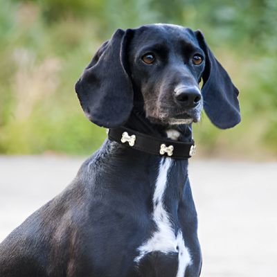 Collier pour chien Osso Braque de Weimar noir assis avec le collier noir