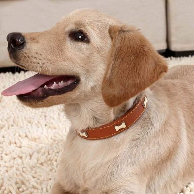 Collier pour chien Osso bébé Labrador couche sur un tapis avec le collier brun