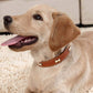 Collier pour chien Osso brun