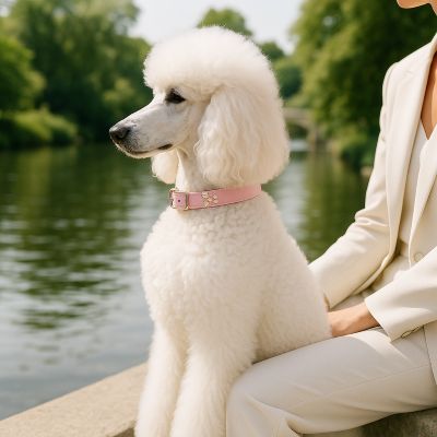 Collier pour chien Osso caniche rose