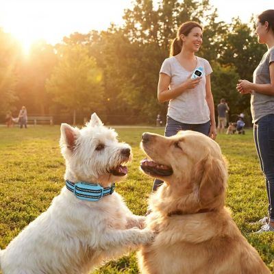 Collier pour chien de dressage Barkstop Westie jouant avec un labrador dans un parc collier bleu