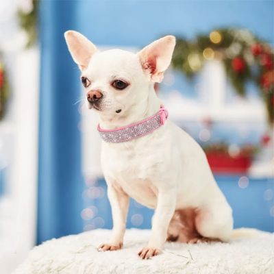 Collier pour chien Diamanto Chihuahua beige assis avec le collier rose