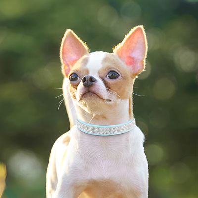 Collier pour chien Diamanto Chihuahua beige avec le collier bleu
